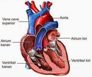 Jantung, Organ Paling Vital Dalam Tubuh Manusia