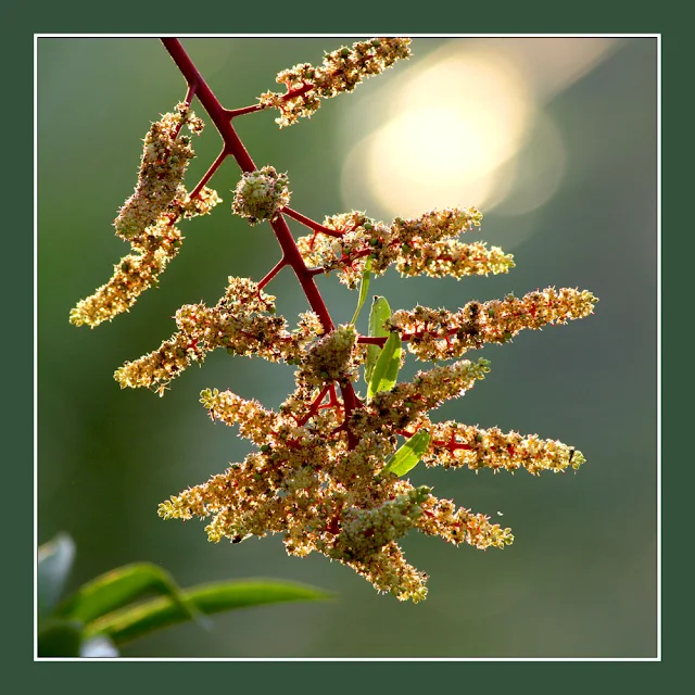 Bunga Mangga Mempelam Mango Flowers back lighting  