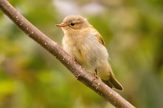 Chiffchaff DFBridgeman