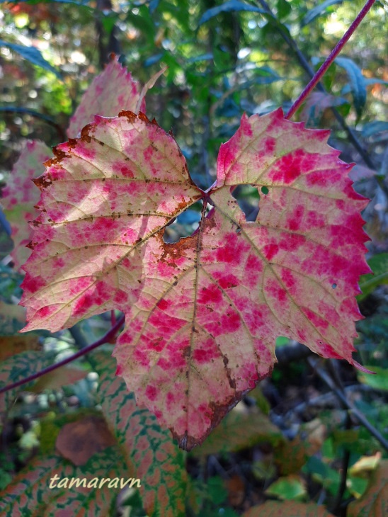 Виноград амурский (Vitis amurensis)