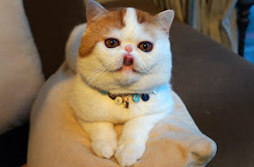 Persian cat