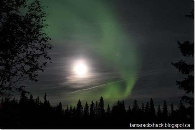 aurora7