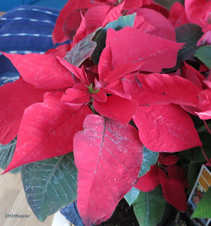 poinsettia