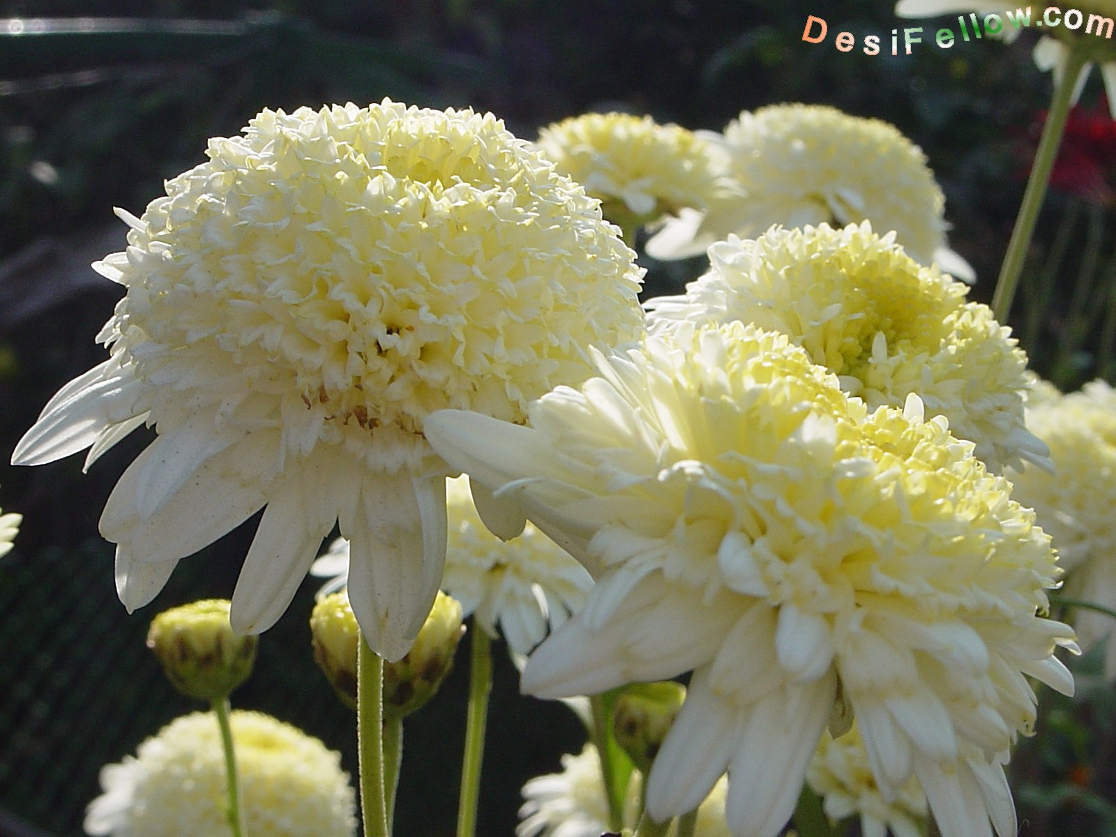  : Chrysanthemum Guldaudi  गुलदाउदी Photos India