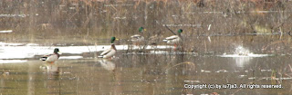 Mallards