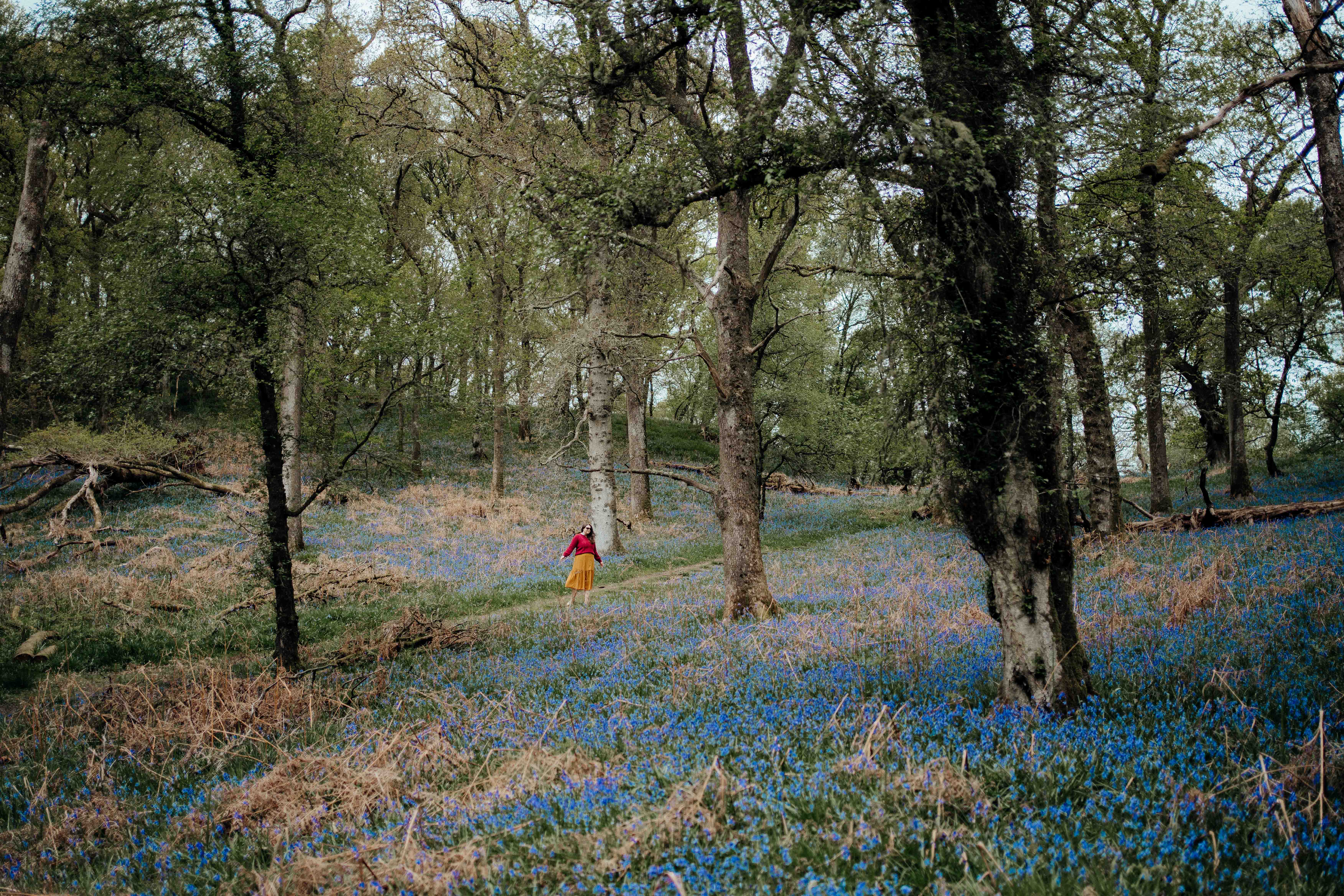 bluebell wood walks liquid grain loch lomond Inchcailleach