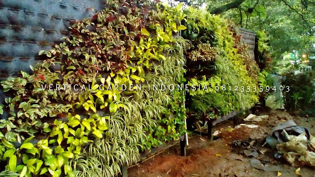 VERTICAL GARDEN INDONESIA SPESIALIS JASA PEMBUATAN VERTICAL GARDEN DI SALATIGA JAWA TENGAH DAN DI SELURUH WILAYAH JAWA TENGAH DENGAN TENAGA YANG PROFESIONAL DAN DAPAT DI PERCAYA YANG SELALU MENGUTAMAKAN SEBUAH MUTU DAN KUALITAS PEMASANGAN VERTICAL GARDEN/TAMAN DINDING, JASA TUKANG TAMAN VERTICAL SALATIGA JAWA TENGAH, JASA VERTICAL GARDEN SALATIGA JAWA TENGAH,