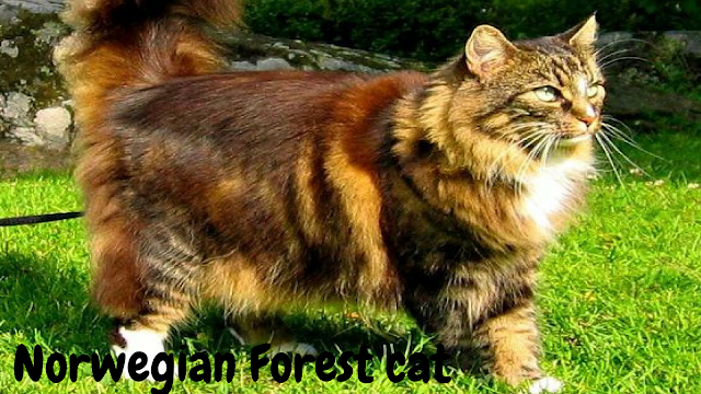 Norwegian Forest cat