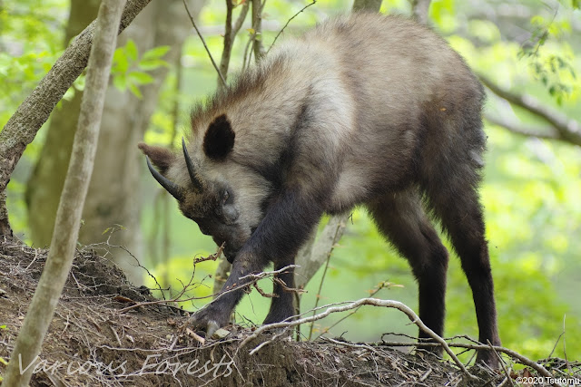 Japanese serow in Matsuida Town Kanagawa