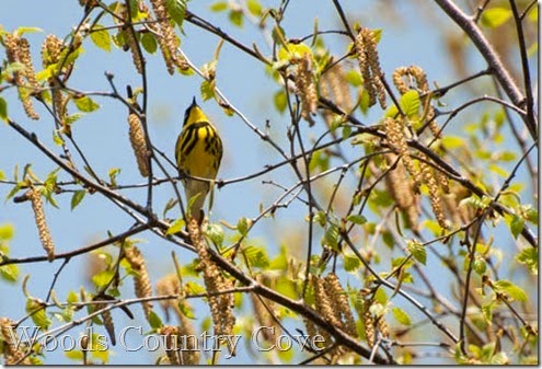 Warbler (1 of 3)-2