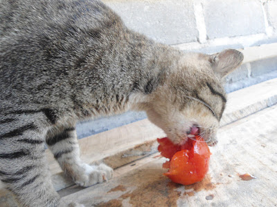 kucing makan tomat