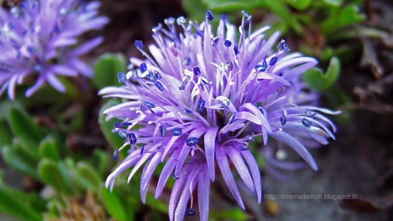 In nome dei fiori: Globularia punctata: fiori viola sulla ...