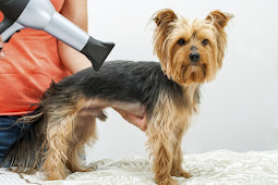 Dog Grooming Tips For You