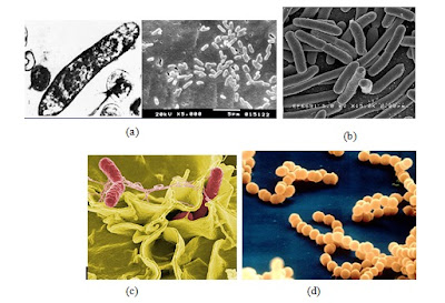  Artikel dan Makalah Keanekaragaman Sel Mikroba Pintar Pelajaran Makalah Keanekaragaman Sel Mikroba, Fisiologi, Prokariotik, Eukariotik, Autotrof, Heterotrof