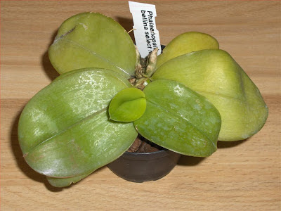 Phalaenopsis Bellina orchidea specie botanica, pianta appena comprata