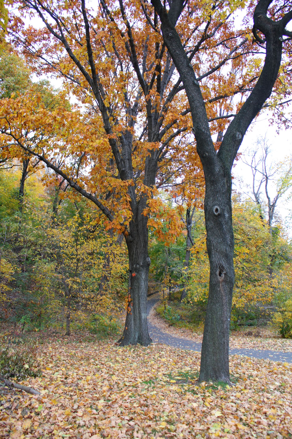 best wood for park bench