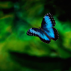 Butterfly Wallpapers, gambar kupu-kupu