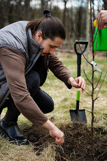 plantation arbre fruitier