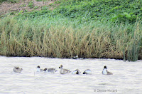 Northern Pintails – James Campbell National Wildlife Refuge, Oahu, HI – © Denise Motard