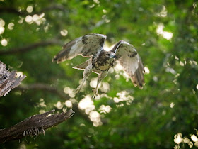 Tompkins Square red-tailed hawk fledgling