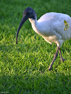 sydney ibis