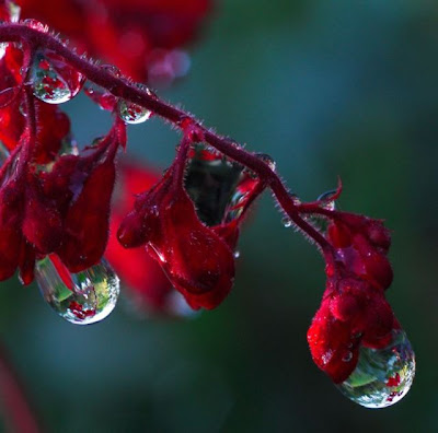 Great rain droplets photos