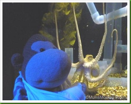 octopus encounters