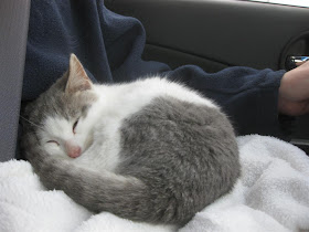 new kitten, barn cat, tiny