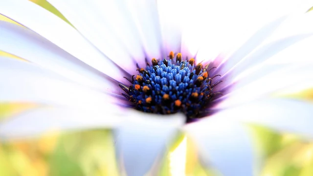 Papel de parede da natureza Flor Branca em hd 1080p. Download flower wallpapers and flower Desktop backgrounds, images in HD widescreen high quality resolutions for free.