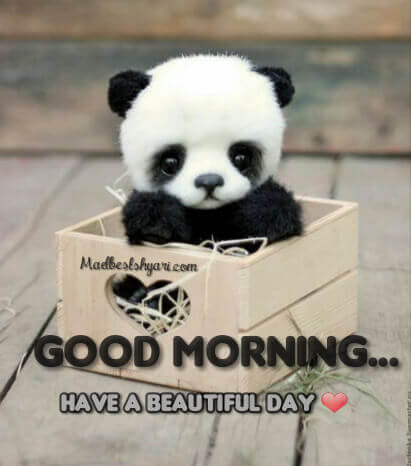 Good Morning Images With Panda