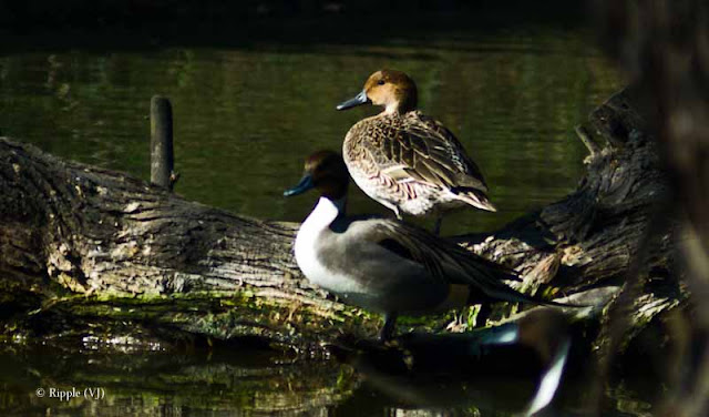 Posted by Ripple (VJ) ; Colorful Birds @ Delhi Zoo : A couple of Northern Pintails. The one in the front is a male and the one at the back is the female.
