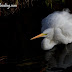 An afternoon Egret