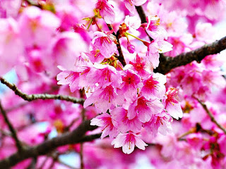 Gambar Bunga Sakura Paling cantik di Jepang 100