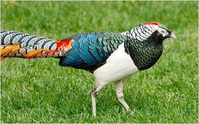 aves-del-paraiso-birds-of-the-paradise