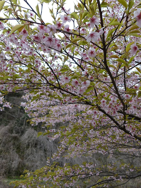 別所川渓流植物園　カワヅザクラ（河津桜）