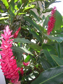 Alpinia purpurata, red ginger, La Ceiba, Honduras