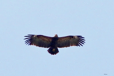 Steppe Eagle