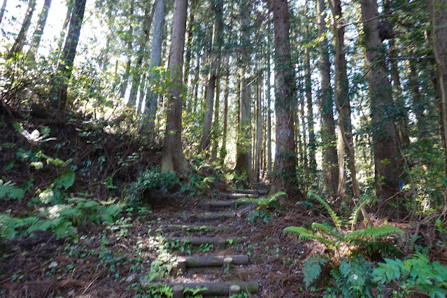 別所川渓流植物園　杉森の道