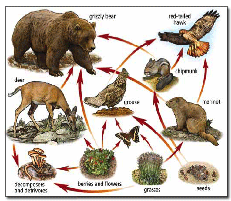 examples of food chains for kids. Follow aa food eats aexample