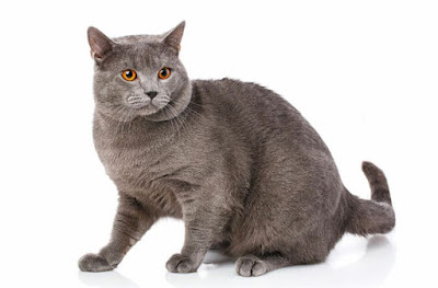 Kucing Chartreux