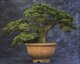 Chabo-hiba Cypresses - 275 years old bonsai