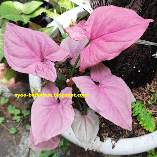 syngonium pink perfection