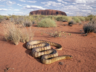 Desert Snake Picture