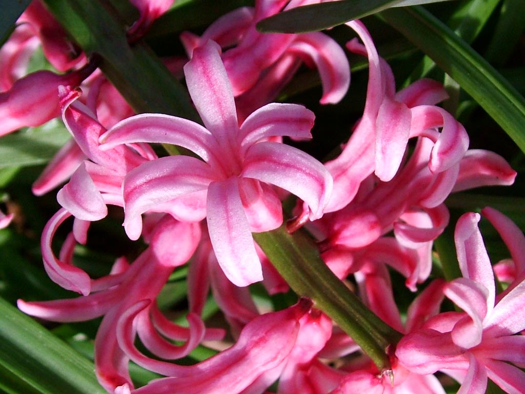 Wedding Flowers: Pink Hyacinth