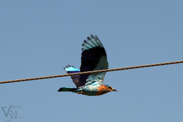 Indian Roller in flight