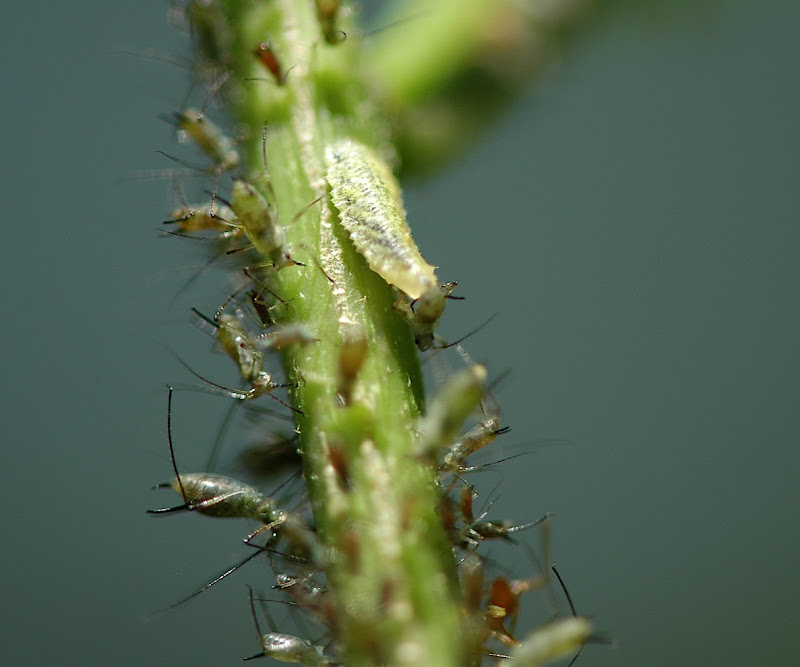  piercing sucking mouthparts. Here's a closeup of one getting ready to title=