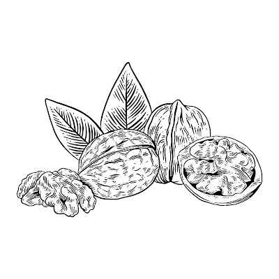 100+ Free Cartoon Images of Walnut dry fruit