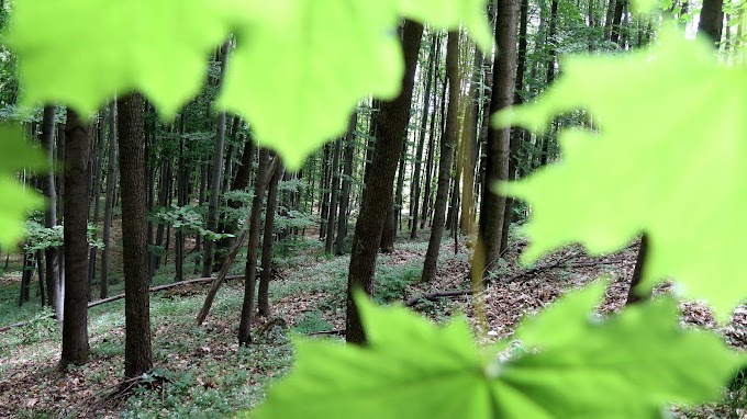 Mi Hazánk: az erdő több energiahordozónál