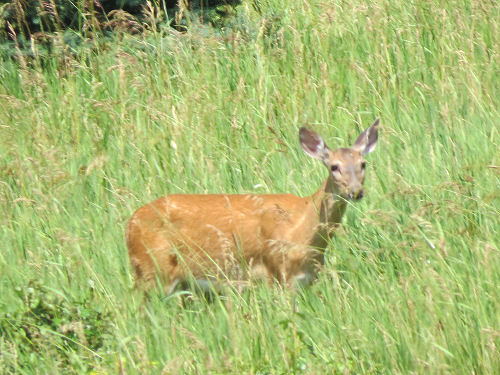 whitetail deer