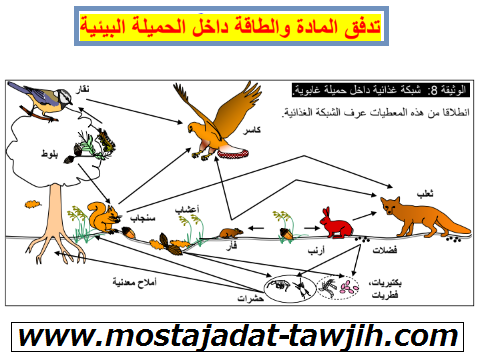 درس تدفق المادة والطاقة داخل الحميلة البيئية جذع مشترك علمي وتكنولوجي